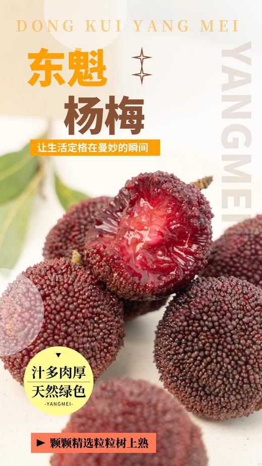 浮宫东魁杨梅 商品图0