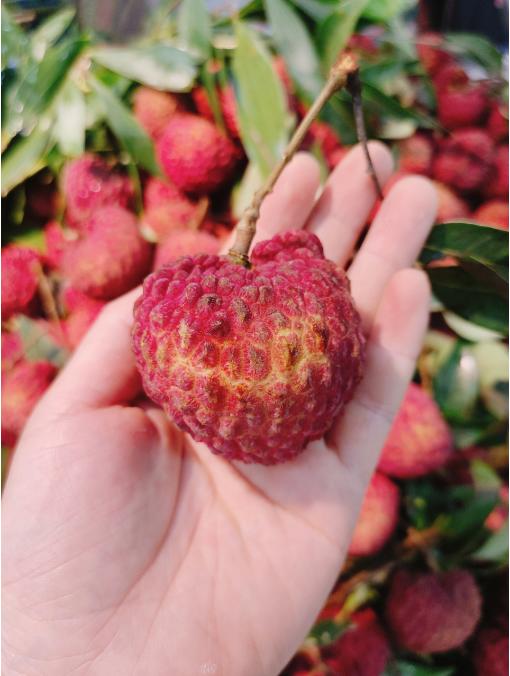 荔枝王2斤 商品图1