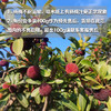 生态荸荠杨梅（邮政空运）| 合作生产*  Ecological red bayberry | Partner Production 商品缩略图1