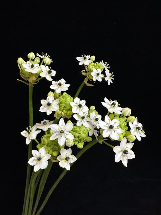 精选天鹅绒伯利恒之星5支 商品图9