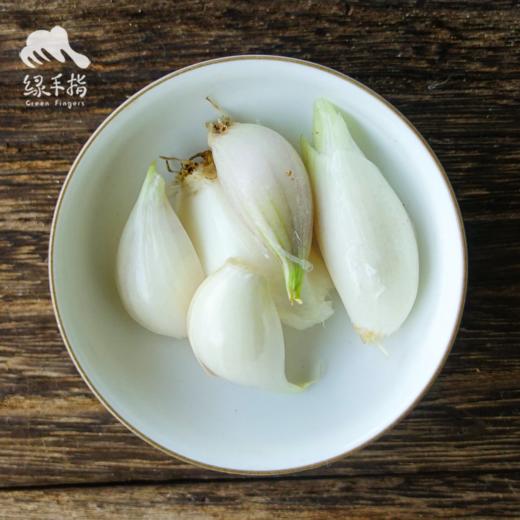 生态葱头 |合作生产 * Ecological shallots | Coproduction 商品图2