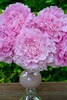 精品花材餐盘芍药花5支 商品缩略图7