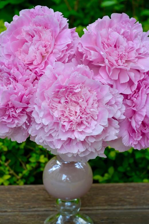 精品花材餐盘芍药花5支 商品图7