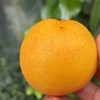 山东  黄金油桃 商品缩略图1