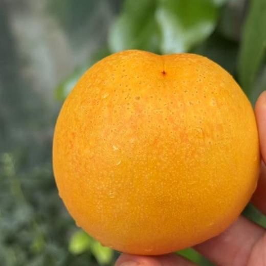 山东  黄金油桃 商品图1