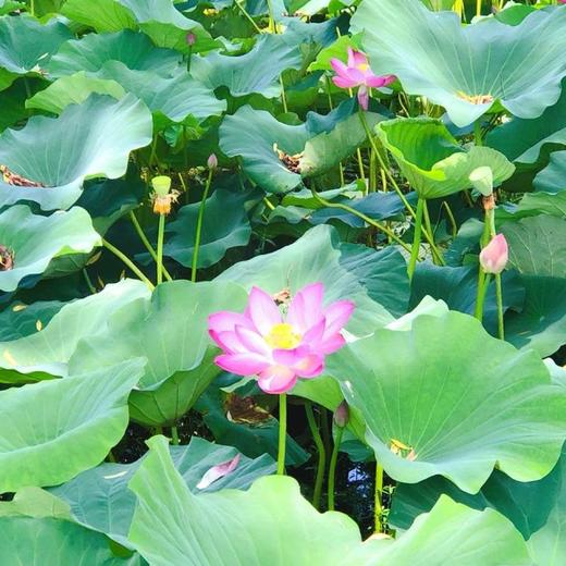 洪湖【纯藕粉】十二斤鲜藕浓缩一斤，0糖，0色素，0增稠剂，0防腐剂，绝不勾兑，清香天然，让你开心吃轻松美！ 商品图4