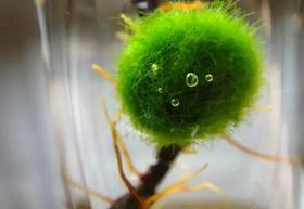  胖东来断货王，“伯纳乌洗护团”的525ml大容量都不用你们去许昌抢了！