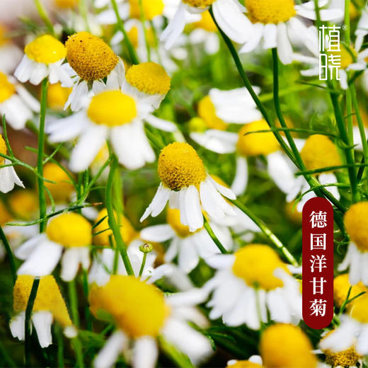 植晓 德国洋甘菊精油 5ml 商品图1