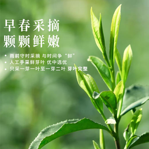 贵州十景.白茶一级108克铁盒装 商品图1