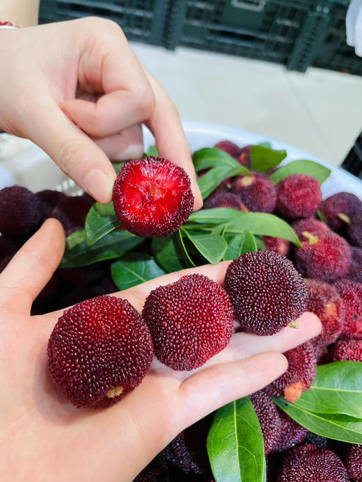 【产地直采】9.9元/斤 超大果东魁杨梅（2斤起售） 商品图2