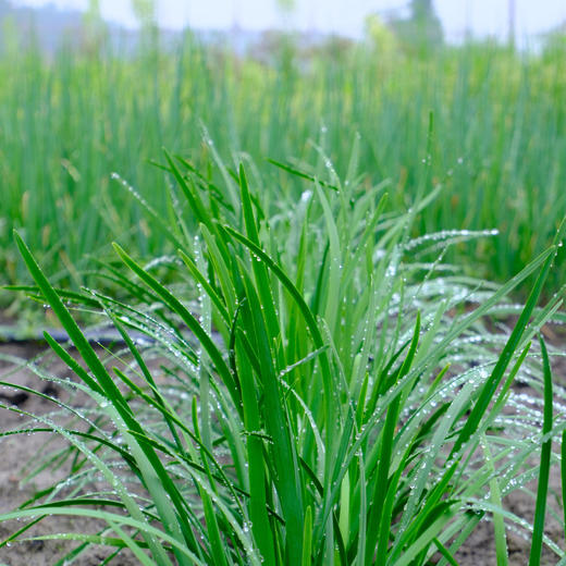 生态露天韭菜（顺丰发货）| 2斤/箱，成都郫都区基地，露天种植，有机标准 商品图4