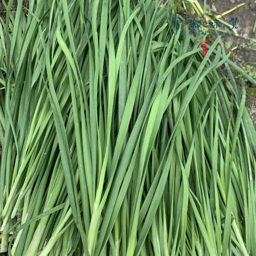 生态露天韭菜（农场直发-顺丰包邮）| 2斤/箱，成都郫都区基地，【原乡农场，自产自销】 商品图7