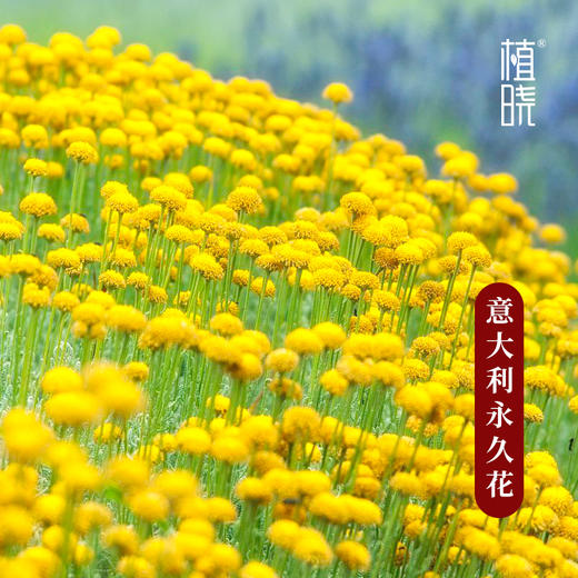 植晓  意大利永久花精油  5ml 商品图1