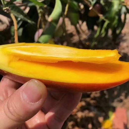 贵妃芒果（彩箱）四川攀枝花芒果新鲜孕妇水果现货9斤包邮贵妃芒果 商品图6