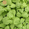 有机白苋菜 300g/份 全国配送（偏远地区除外） 商品缩略图2