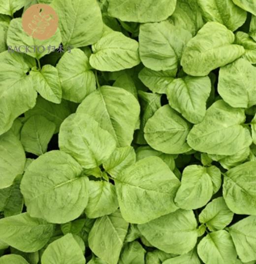 有机白苋菜 300g/份 全国配送（偏远地区除外） 商品图2