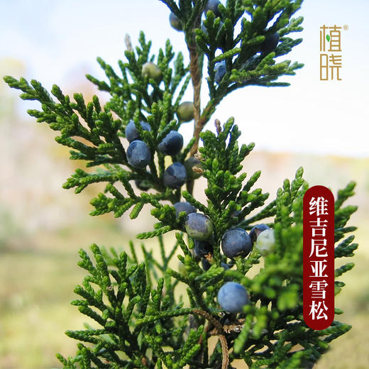 植晓 维吉尼亚雪松精油 5ml 商品图1