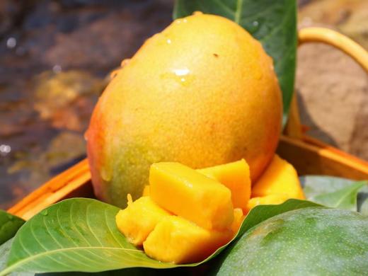 彩虹芒（礼盒装）四川攀枝花芒果新鲜孕妇水果现货9斤包邮 商品图5