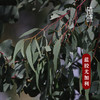 植晓 蓝胶尤加利精油 5ml 商品缩略图1