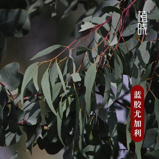 植晓 蓝胶尤加利精油 5ml 商品图1