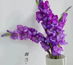 剑兰 ｜ 紫花苜蓿