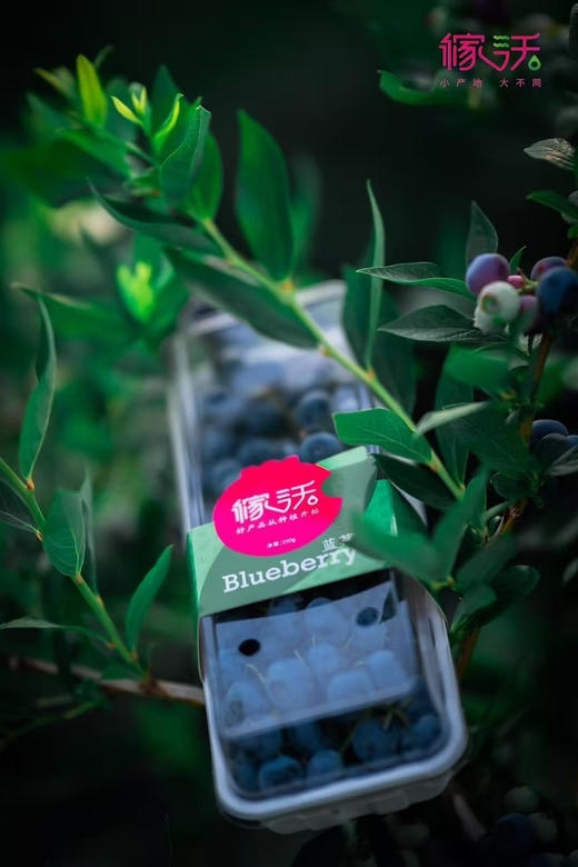 稼沃带枝蓝莓，15+，200克/盒 商品图1