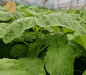 有机白苋菜 300g/份 全国配送（偏远地区除外）