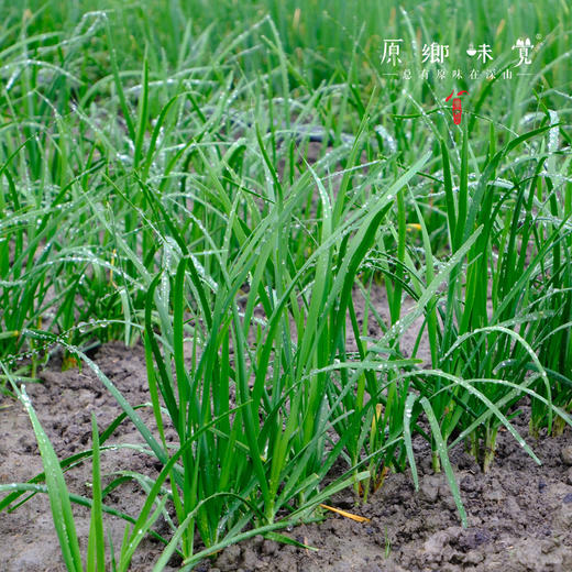 生态露天韭菜（农场直发-顺丰包邮）| 2斤/箱，成都郫都区基地，【原乡农场，自产自销】 商品图8