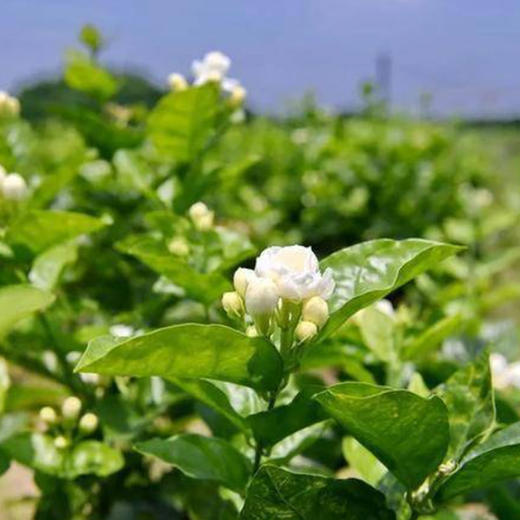 阿比该茉莉花 商品图5