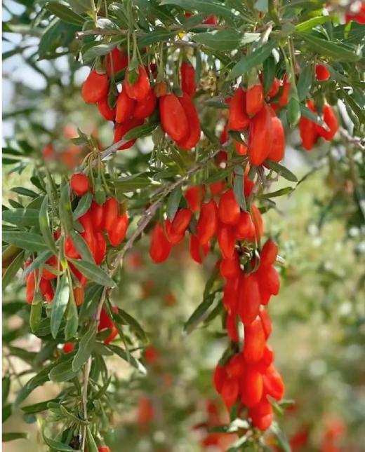 阿比该枸杞200g 商品图2