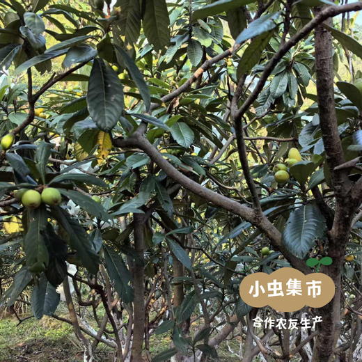 【积分享折扣】福建生态枇杷花 100g/罐 | 合作农友生产，来自福建莆田，生产者：朱爱明＆【公平贸易农人定价】 商品图5