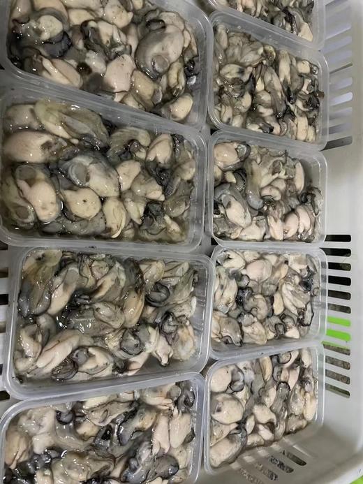 xm  刚从海边现挖的新鲜海蛎肉 商品图1