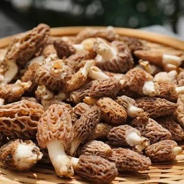 新鲜野生菌(虎掌菌/羊肚菌/白葱牛肝菌/鸡枞菌/谷熟菌)| 合作生产 * Fresh Wild Mushrooms | Partner Production 商品图2