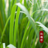 植晓 玫瑰草精油 5ml 商品缩略图1