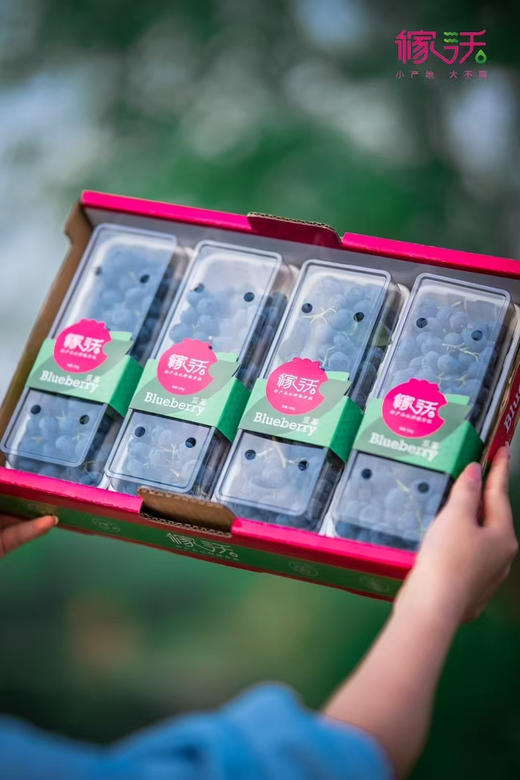 稼沃带枝蓝莓，15+，200克/盒 商品图4