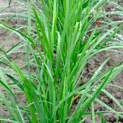 生态露天韭菜（农场直发-顺丰包邮）| 2斤/箱，成都郫都区基地，【原乡农场，自产自销】 商品图5