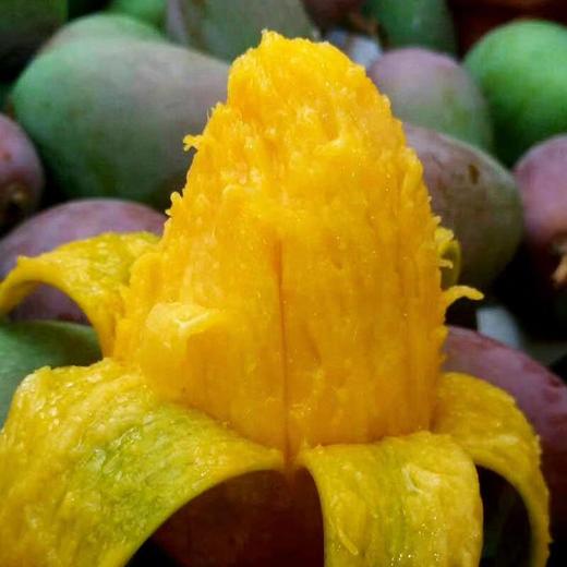 贵妃芒果（普箱）四川攀枝花芒果新鲜孕妇水果现货9斤包邮贵妃芒果普箱包装 商品图0