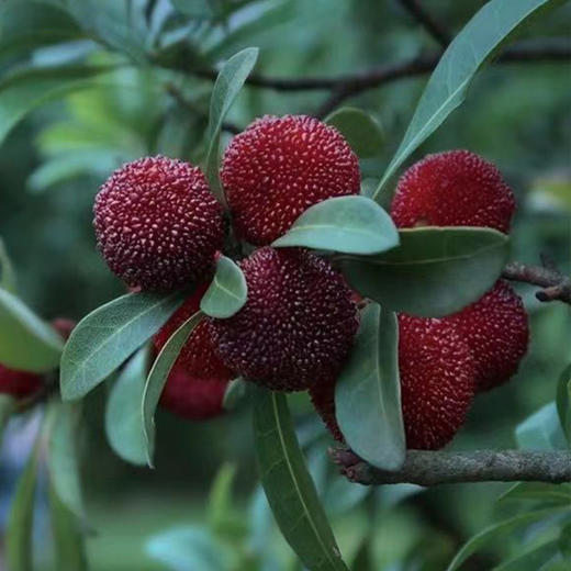 溯源-浙江仙居精品东魁杨梅（当日采摘当日发货） 商品图4