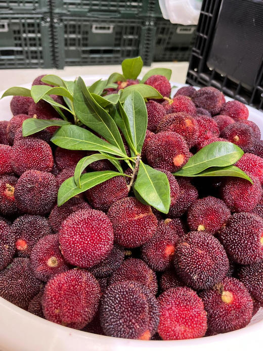 【产地直采】9.9元/斤 超大果东魁杨梅（2斤起售） 商品图1