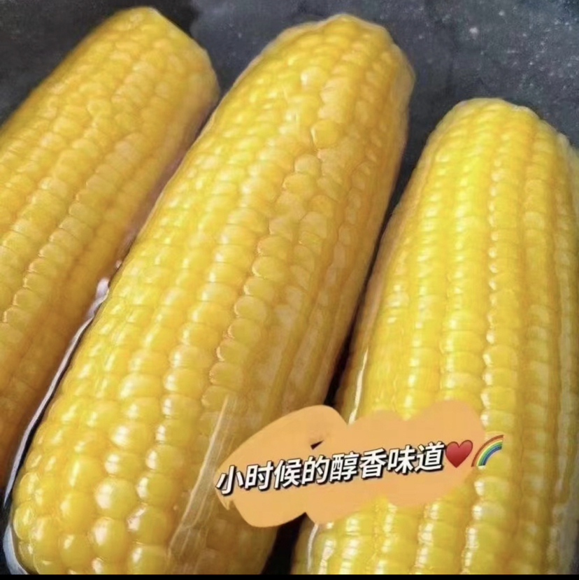 【来自内蒙古赤峰 黄金玉米产业带】香糯玉米 3小时鲜制 锁住口感 8根装/15根装