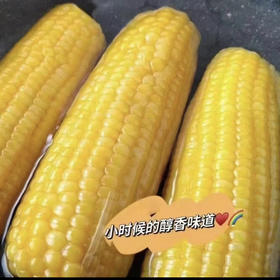 【来自内蒙古赤峰 黄金玉米产业带】香糯玉米 3小时鲜制 锁住口感 8根装/15根装