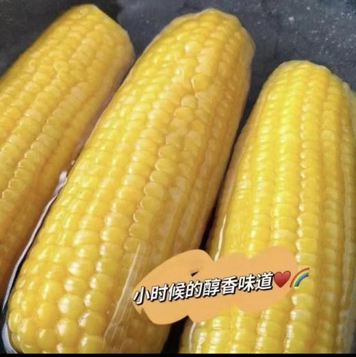 【来自内蒙古赤峰 黄金玉米产业带】香糯玉米 3小时鲜制 锁住口感 8根装/15根装 商品图0