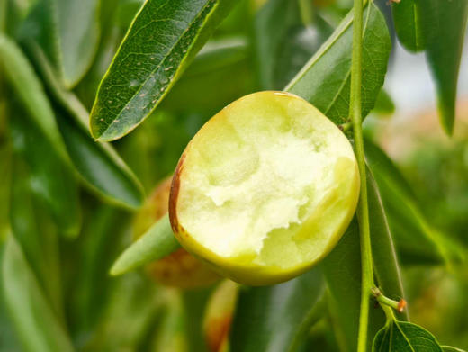 山西牛奶冬枣，黄土高原的昼夜温差，山西和陕西独有的坑棚种植技术，让我们能在炎热的夏天也能吃上脆甜的冬枣，皮薄肉嫩嘎嘣脆爽，甜度高却不腻人，树上自然熟！400克/盒 商品图0