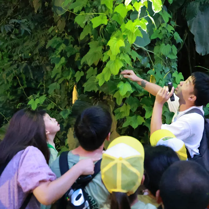 云南亲子 | 西双版纳基诺雨林1日徒步+夜探 ，专业科普老师+当地基诺族向导双导师带队，每天可发，适合亲子出行，反向玩基诺雨林徒步！