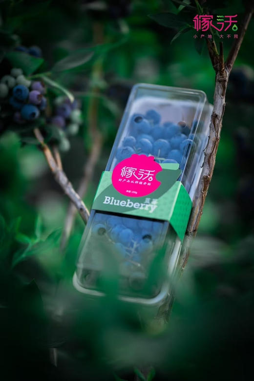 稼沃带枝蓝莓，15+，200克/盒 商品图2