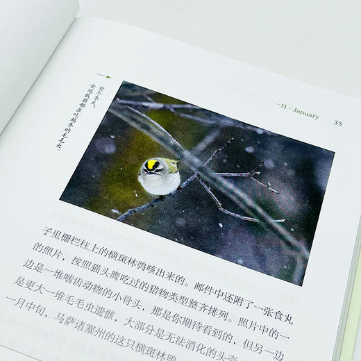 橡树的一年:北美本土物种的自然观察(自然观察丛书) 商品图9