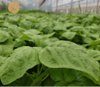 有机白苋菜 300g/份 全国配送（偏远地区除外） 商品缩略图1