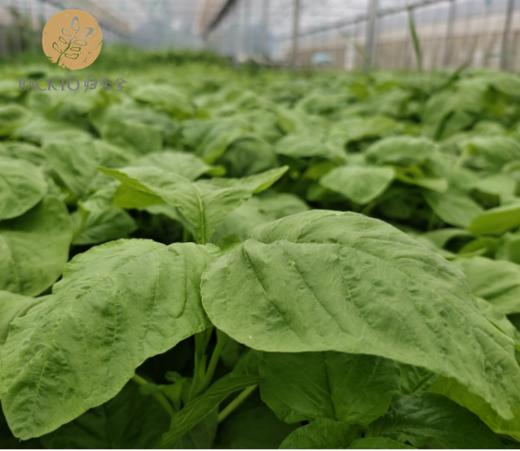 有机白苋菜 300g/份 全国配送（偏远地区除外） 商品图1