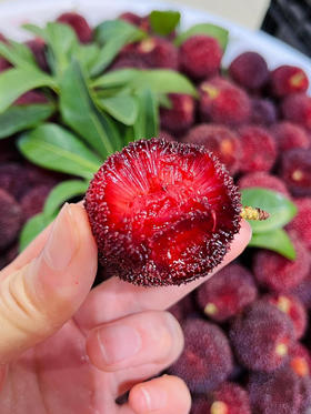 【产地直采】9.9元/斤 超大果东魁杨梅（2斤起售）