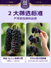 年货节 爆款 头茬 100%黑桑葚NFC原浆 20袋/盒 商品缩略图9